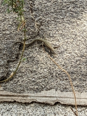 Podarcis guadarramae guadarramae