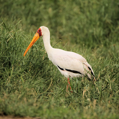 Mycteria ibis