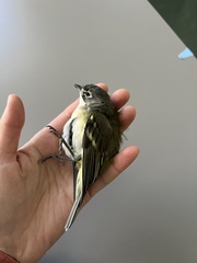 Vireo solitarius