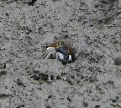 Tubuca coarctata