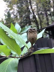 Calycanthus occidentalis