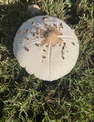 Chlorophyllum