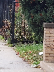 Cardinalis cardinalis