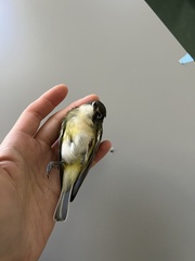 Vireo solitarius