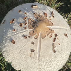 Chlorophyllum