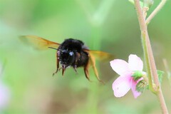 Bombus eximius