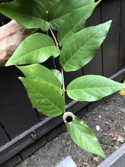 Calycanthus occidentalis