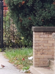 Cardinalis cardinalis