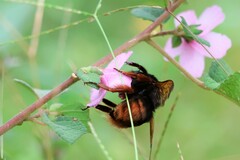 Bombus eximius