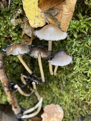 Mycena galericulata