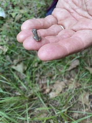 Hyla chrysoscelis