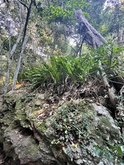 Microsorum punctatum