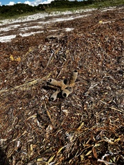 Callyspongia aculeata