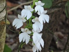 Habenaria plantaginea
