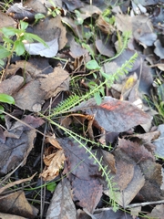 Achillea millefolium