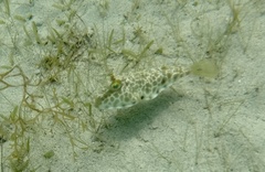 Sphoeroides testudineus