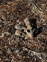 Callyspongia aculeata