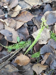 Achillea millefolium