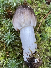Cortinarius caperatus