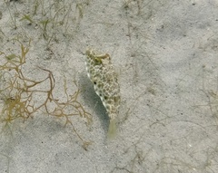 Sphoeroides testudineus