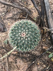 Mammillaria meiacantha