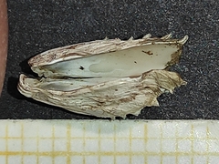 Hiatella arctica
