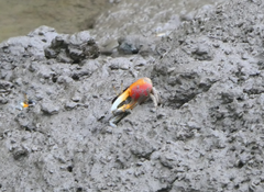 Tubuca coarctata