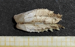 Hiatella arctica
