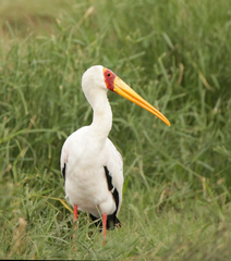 Mycteria ibis