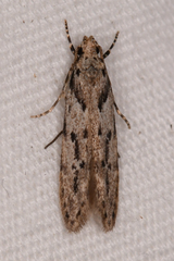 Gelechiidae