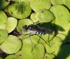 Dolichopodinae