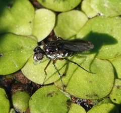 Dolichopodinae