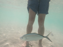 Caranx ruber