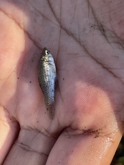 Poecilia latipinna