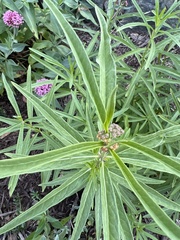 Asclepias fascicularis