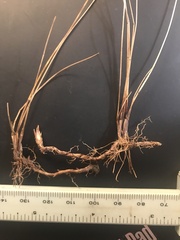 Eleocharis tenuis pseudoptera