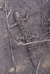 Ambystoma tigrinum