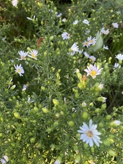 Symphyotrichum ericoides