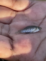 Poecilia latipinna
