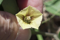 Physalis mollis mollis
