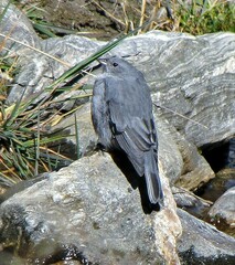 Geospizopsis unicolor