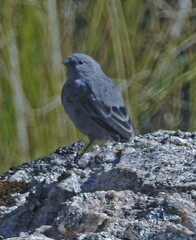 Geospizopsis unicolor