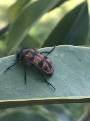Astylus trifasciatus