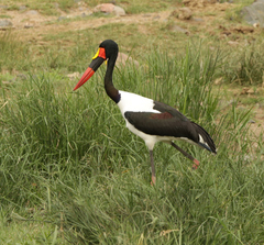 Ephippiorhynchus senegalensis