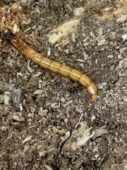 Meracantha contracta