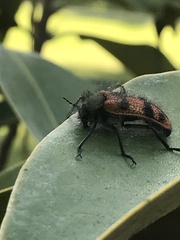 Astylus trifasciatus