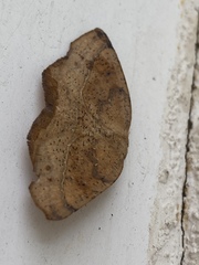 Syncirsodes primata