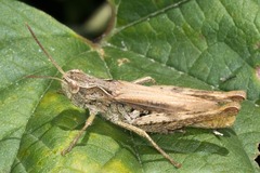 Chorthippus apricarius