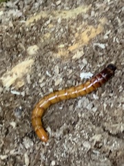 Meracantha contracta