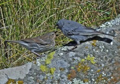 Geospizopsis unicolor